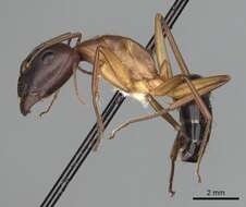 Imagem de Camponotus pilicornis (Roger 1859)