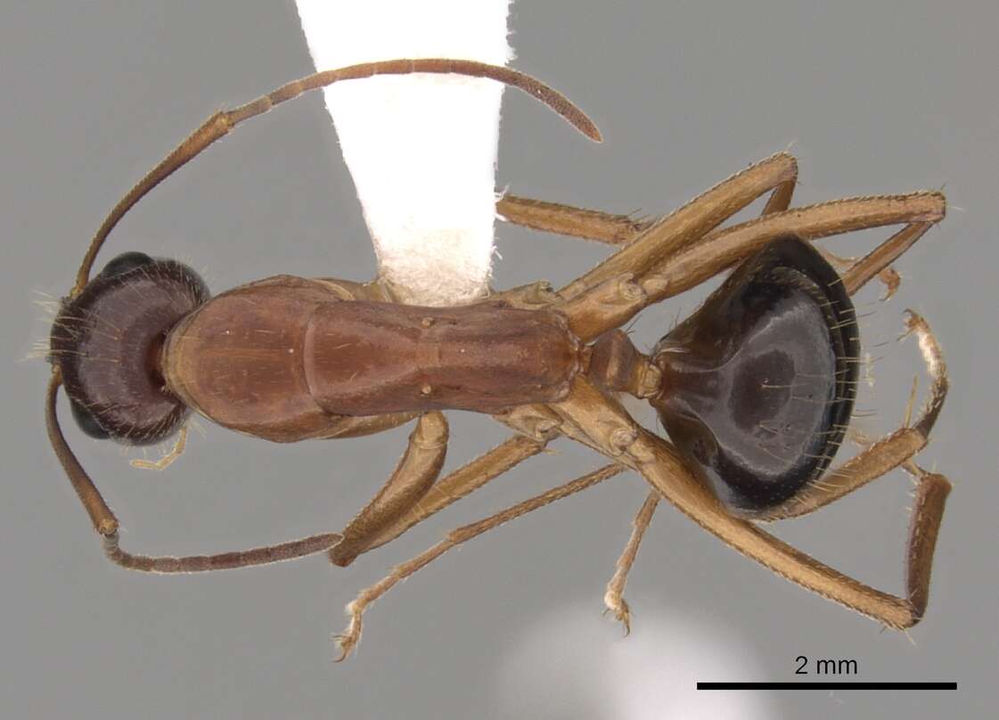 Imagem de Camponotus pilicornis (Roger 1859)