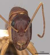 Imagem de Camponotus pilicornis (Roger 1859)