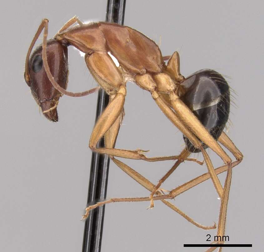 Imagem de Camponotus pilicornis (Roger 1859)