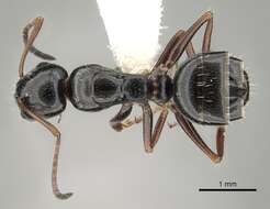 Image of Camponotus piceus (Leach 1825)