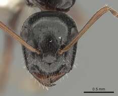 Image of Camponotus piceus (Leach 1825)