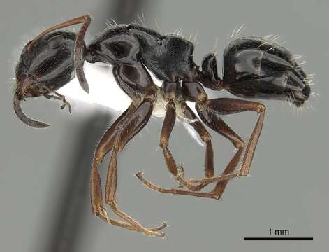 Image of Camponotus piceus (Leach 1825)