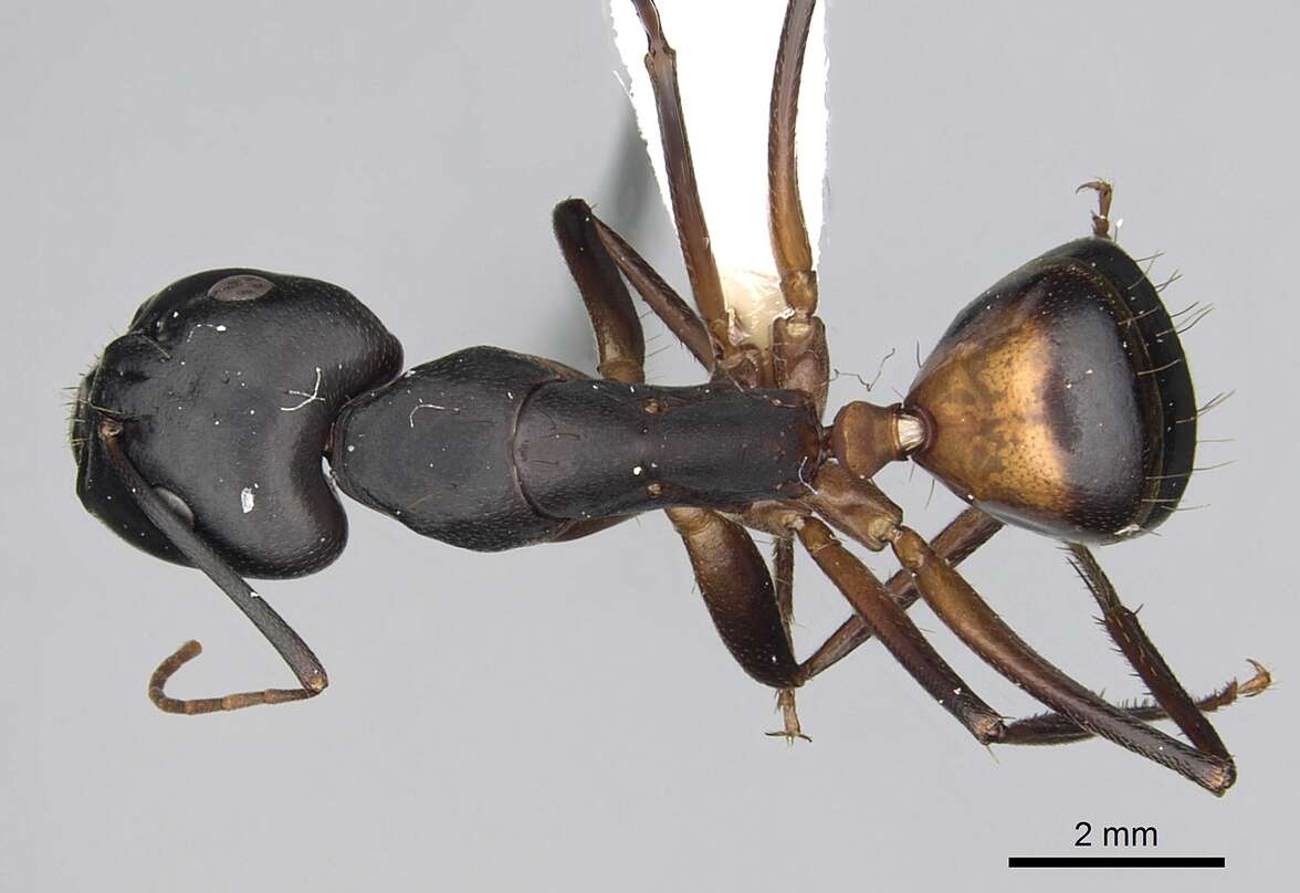 صورة Camponotus sanctus Forel 1904