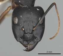 صورة Camponotus sanctus Forel 1904