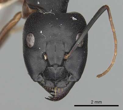 Image of Camponotus sanctus Forel 1904