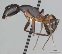 صورة Camponotus sanctus Forel 1904