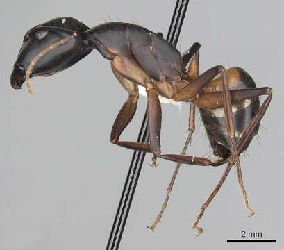 Image of Camponotus sanctus Forel 1904