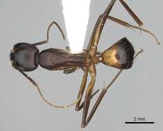 Image of Camponotus sanctus Forel 1904