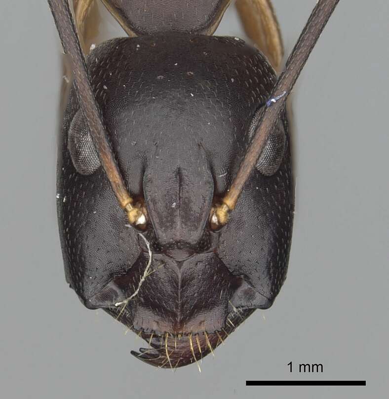 Image of Camponotus sanctus Forel 1904