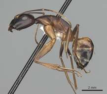 Image of Camponotus sanctus Forel 1904