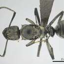 Image of Polyrhachis curta Emery 1890