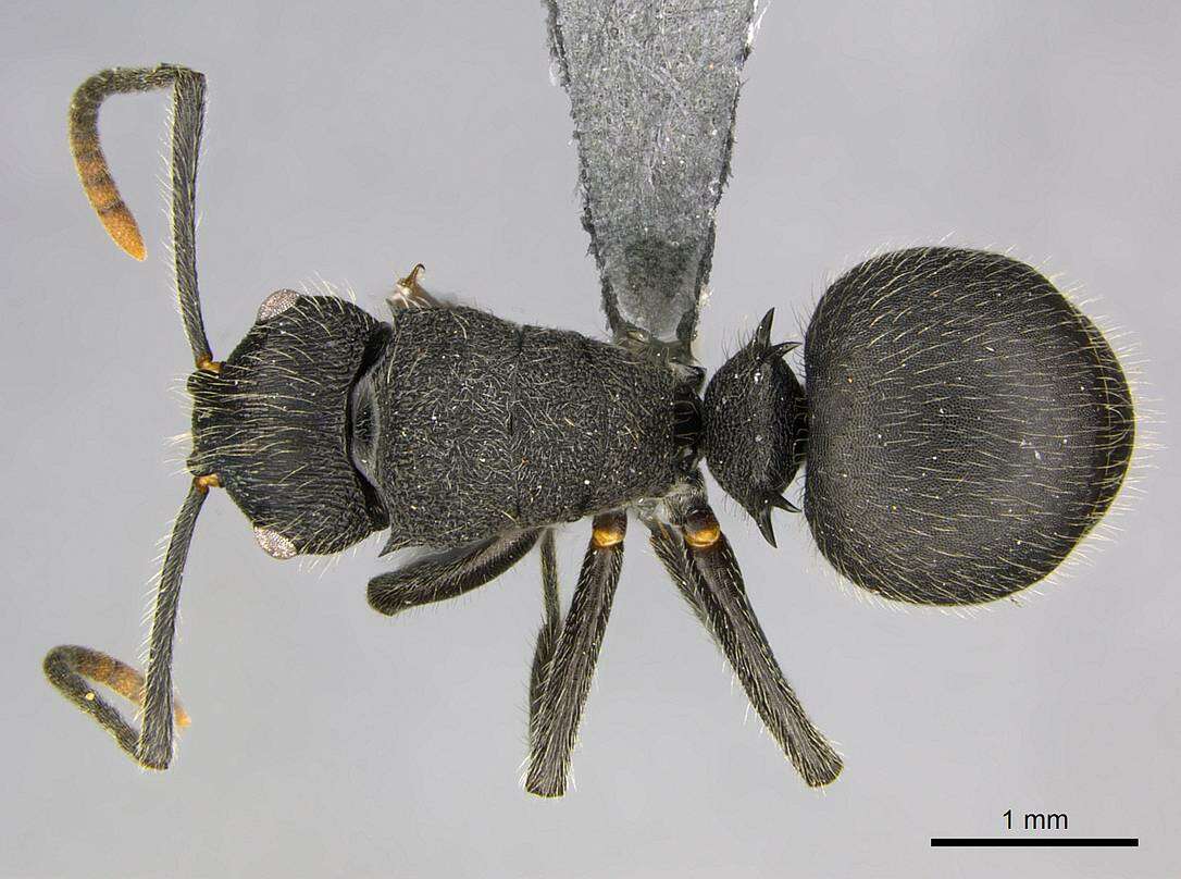 Image of Polyrhachis weissi Santschi 1910