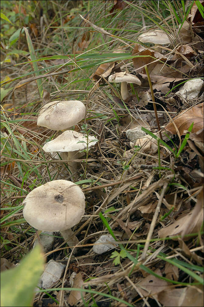 Image of Tricholoma lascivum (Fr.) Gillet 1874