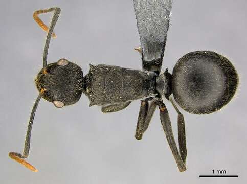 Image of Polyrhachis volkarti Forel 1916