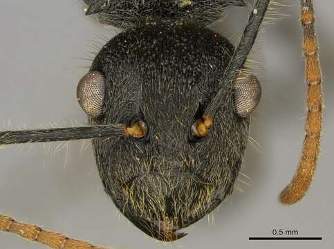 Image de Polyrhachis volkarti Forel 1916