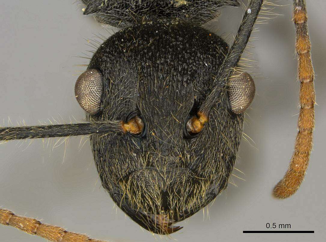 Image of Polyrhachis volkarti Forel 1916