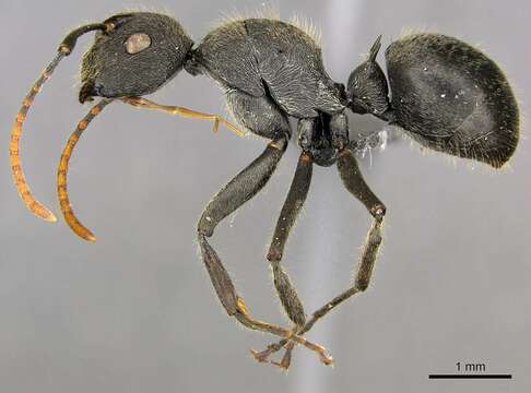 Image de Polyrhachis volkarti Forel 1916