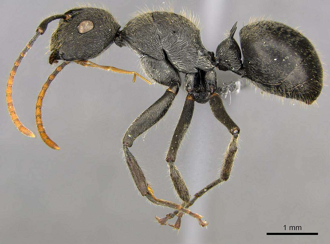 Image of Polyrhachis volkarti Forel 1916