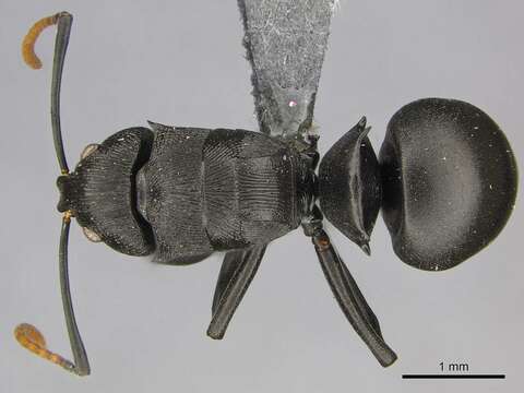 صورة Polyrhachis latharis Bolton 1973