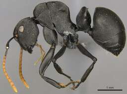 صورة Polyrhachis latharis Bolton 1973