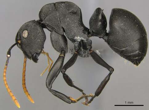 Image of Polyrhachis latharis Bolton 1973