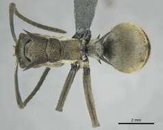 Image of <i>Polyrhachis epinotalis</i>