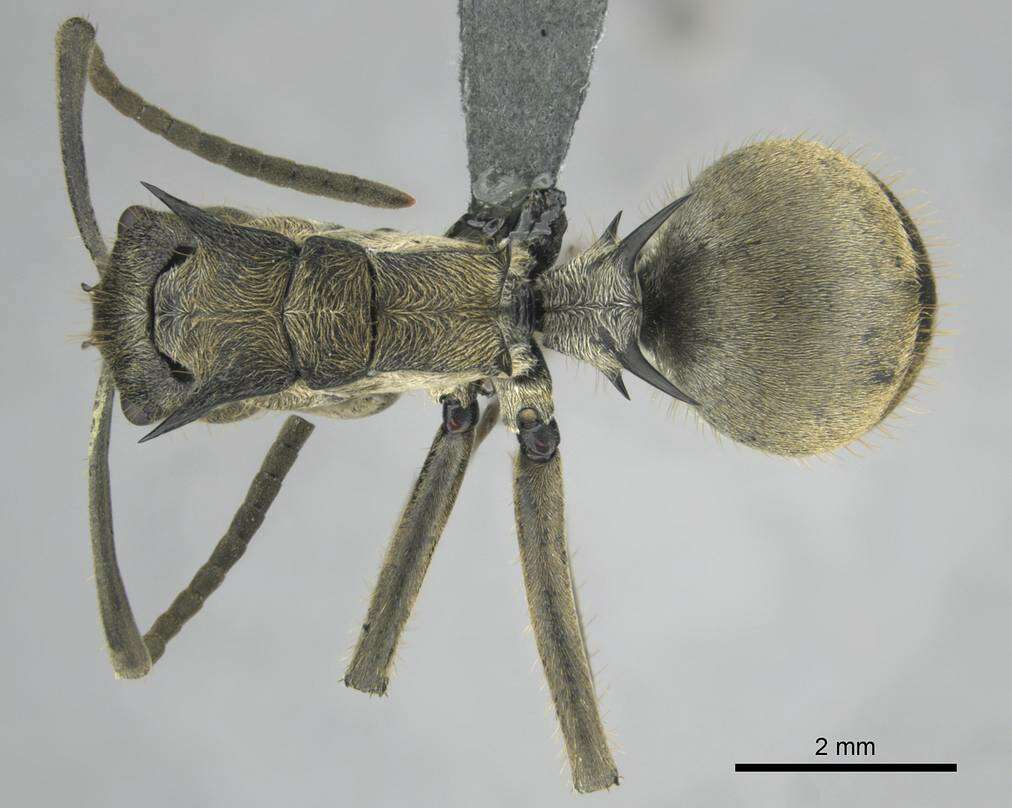 Image de <i>Polyrhachis epinotalis</i>