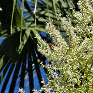 Image of Cabbage Palm