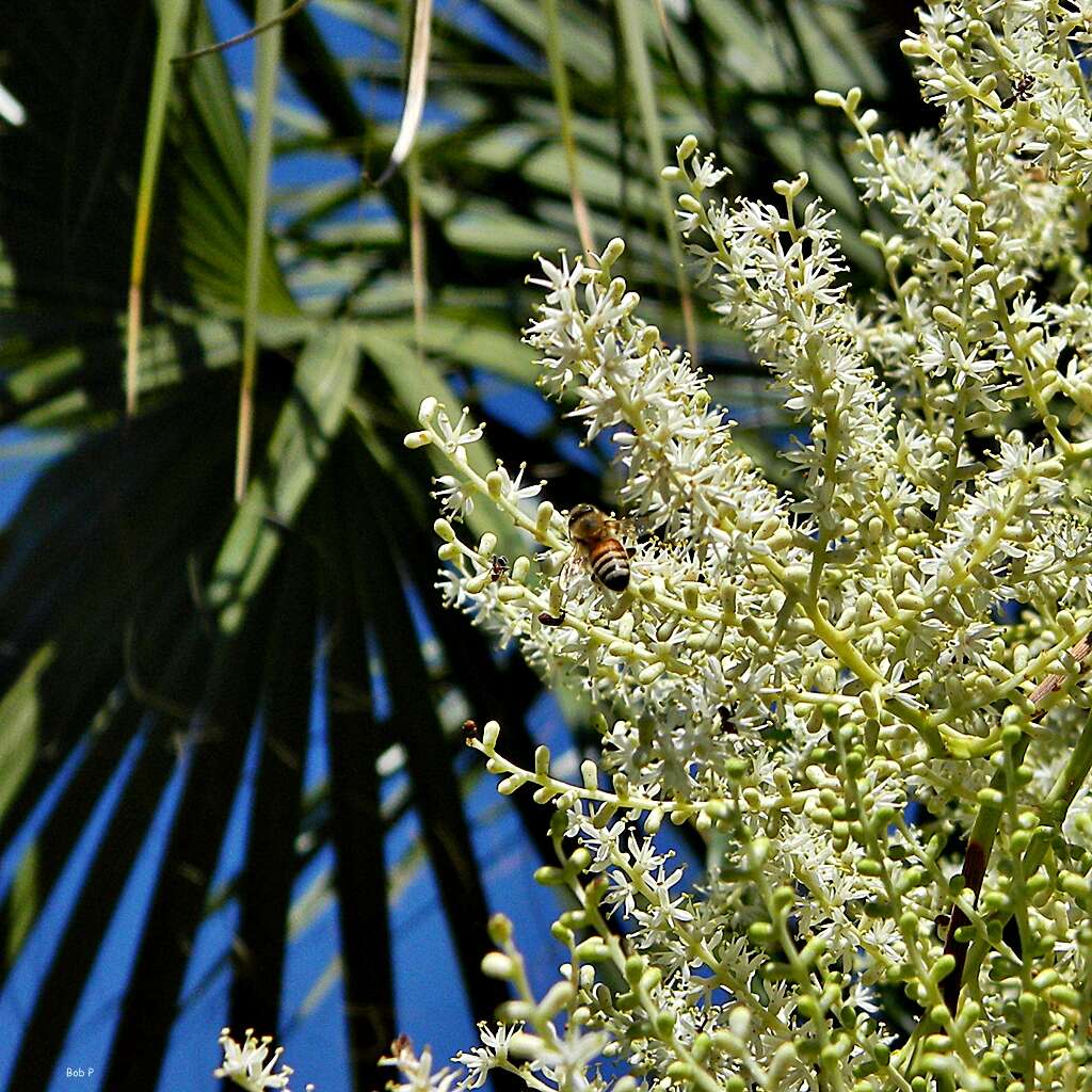 Imagem de Sabal palmetto (Walter) Lodd. ex Schult. & Schult. fil.