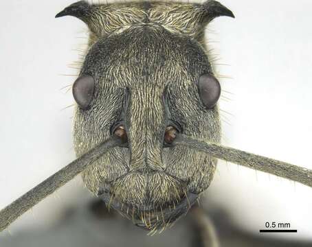 Image of <i>Polyrhachis epinotalis</i>