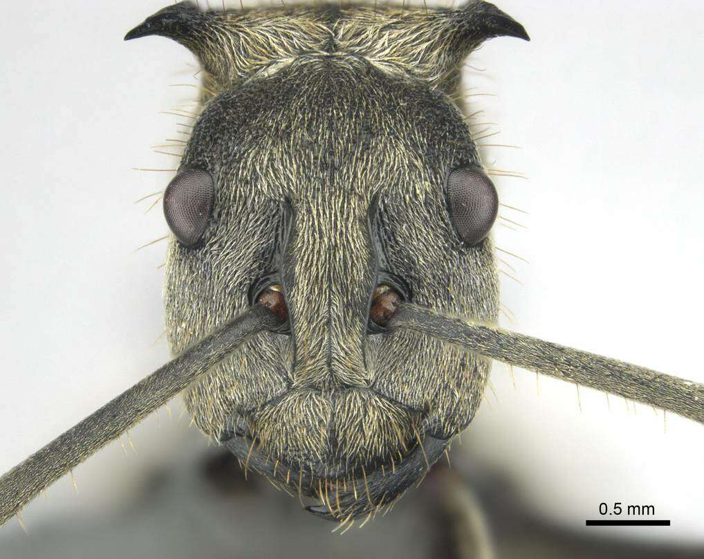 Image de <i>Polyrhachis epinotalis</i>