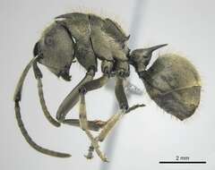 Image of <i>Polyrhachis epinotalis</i>