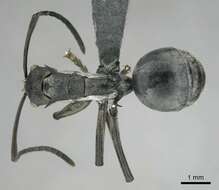 Image de Polyrhachis laboriosa Smith 1858