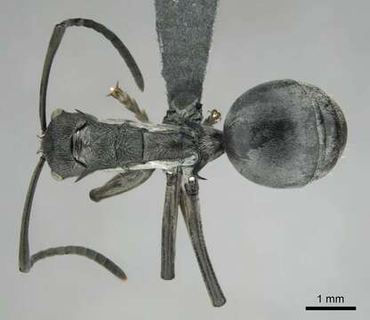 Plancia ëd Polyrhachis laboriosa Smith 1858