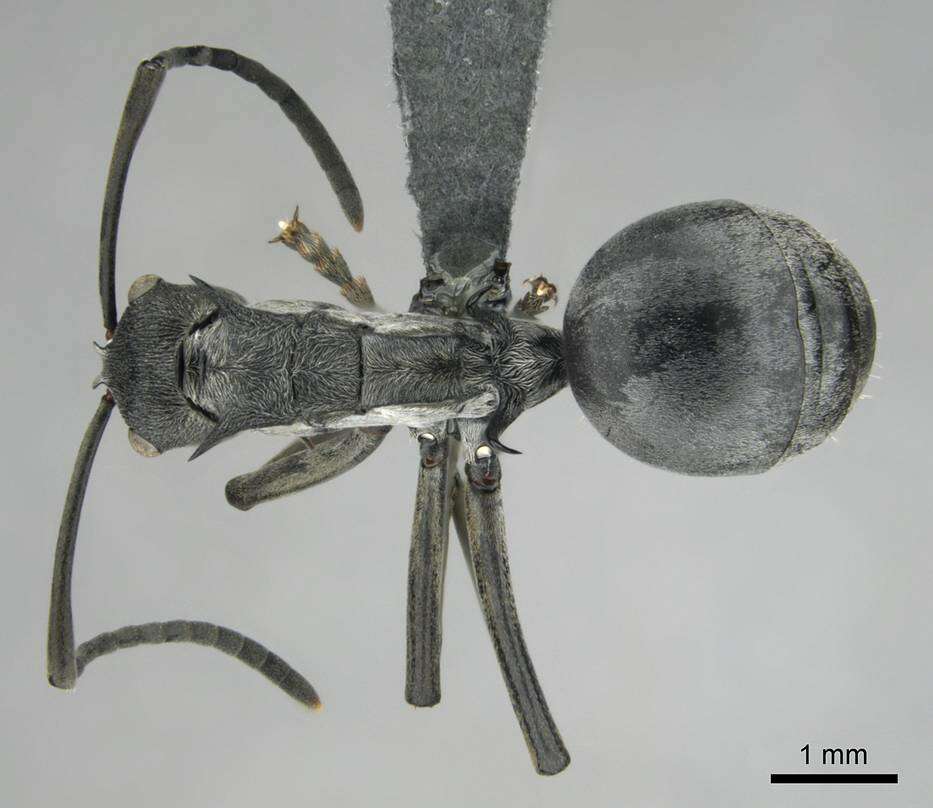 Image of Polyrhachis laboriosa Smith 1858