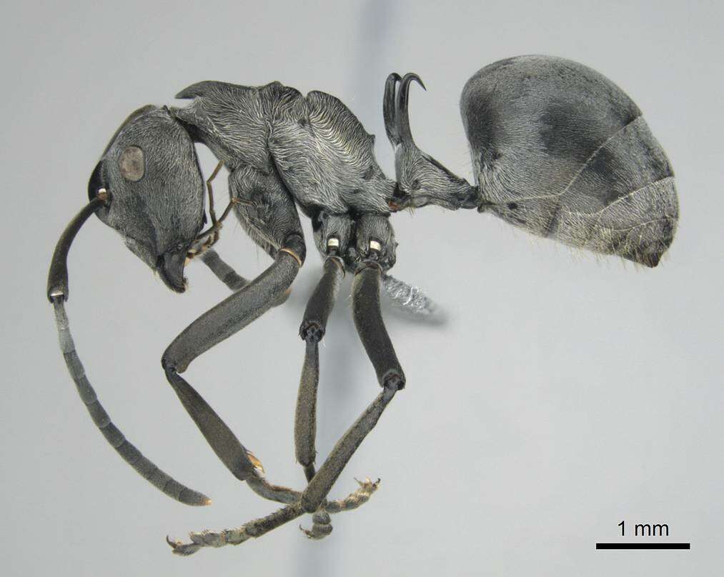 Image de Polyrhachis laboriosa Smith 1858