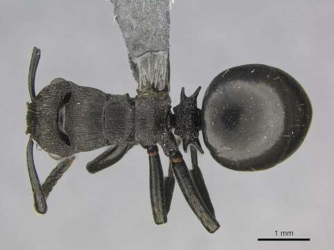 Image of Polyrhachis andrei Emery 1921