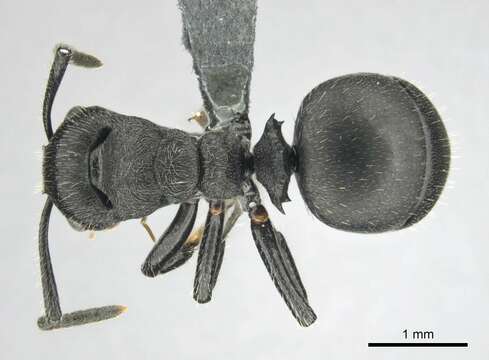 صورة Polyrhachis decemdentata Andre 1889