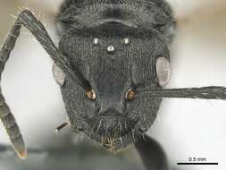 صورة Polyrhachis decemdentata Andre 1889