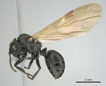 صورة Polyrhachis decemdentata Andre 1889