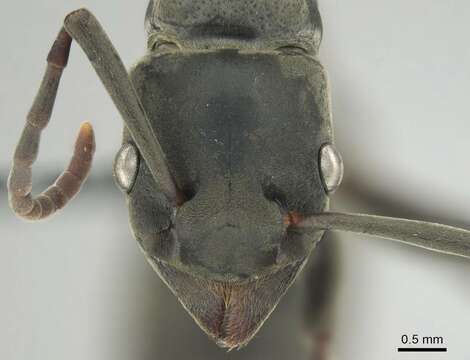 Image de Platythyrea conradti Emery 1899