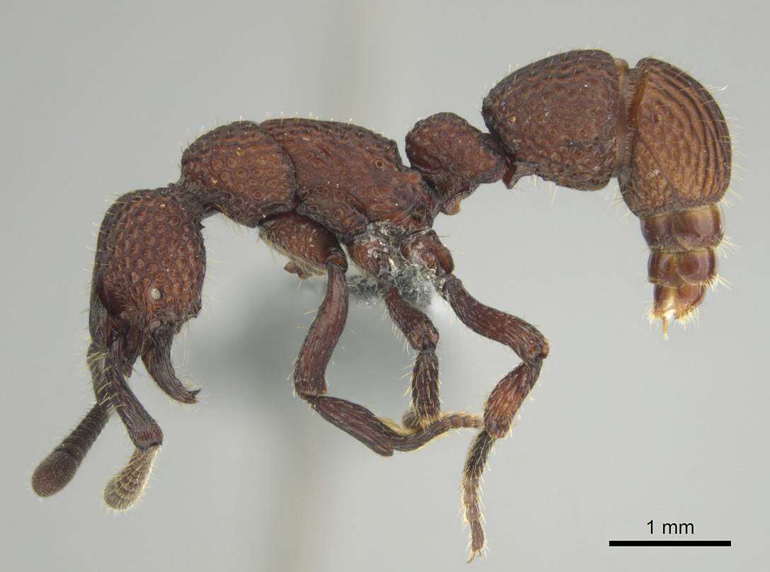 Image of <i>Loboponera vigilans</i>