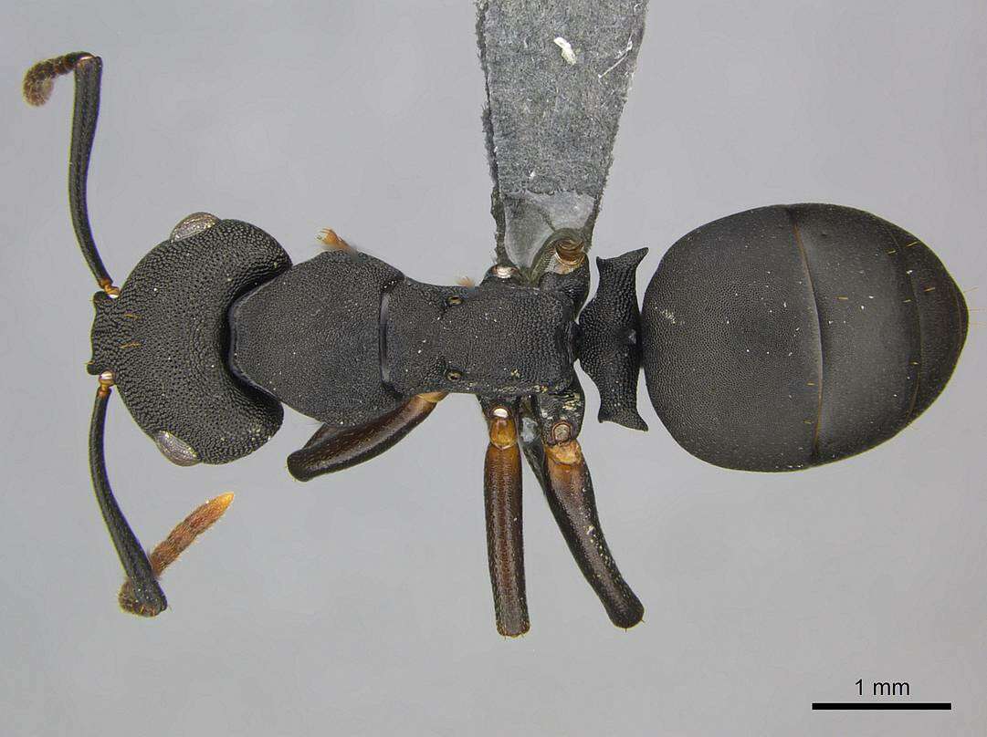 Image of <i>Camponotus aberrans</i> Mayr