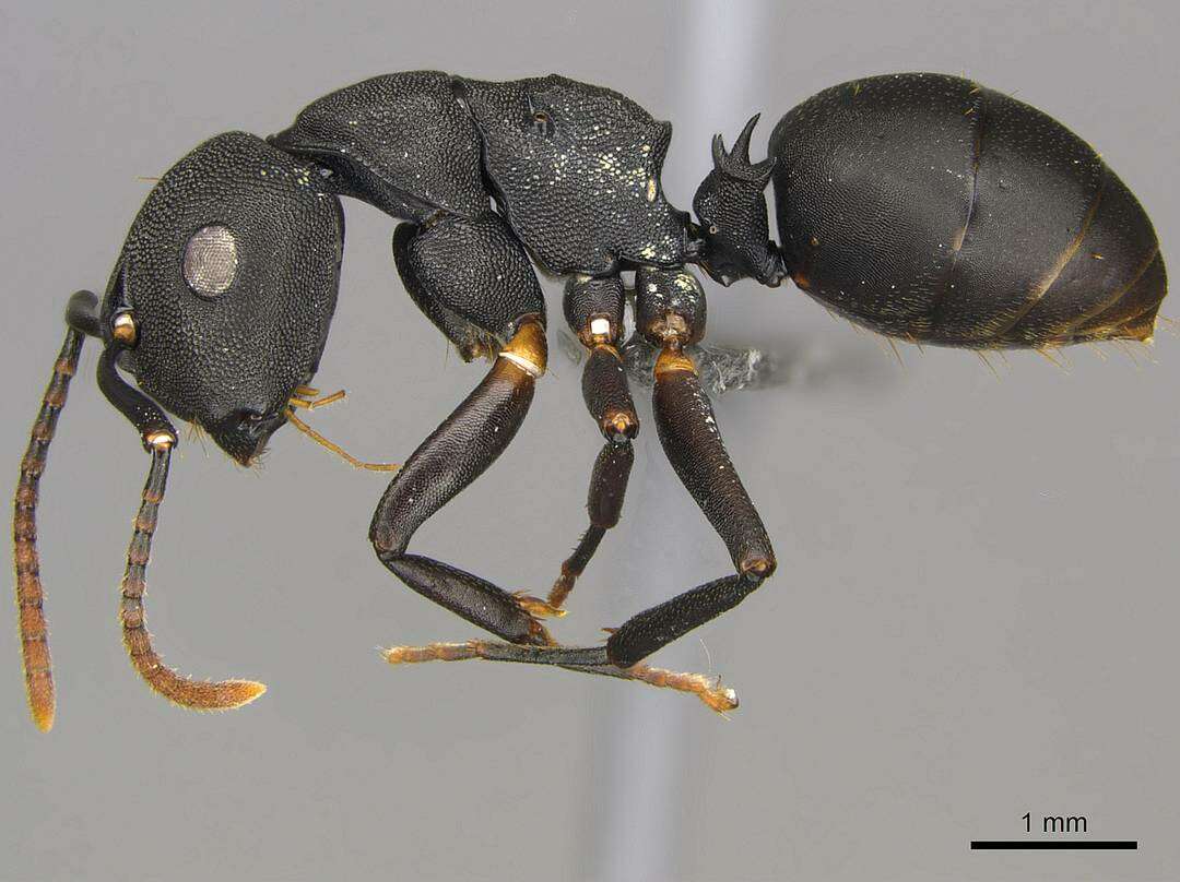 Image of <i>Camponotus aberrans</i> Mayr