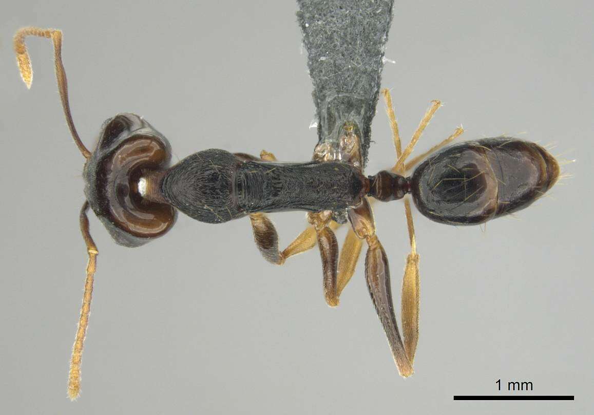 Image of Anochetus bequaerti Forel 1913