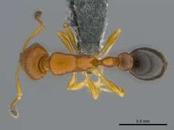 Image of Ant