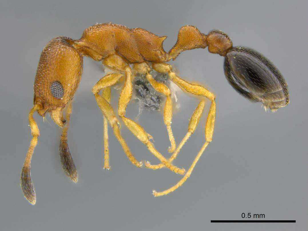 Image of Ant