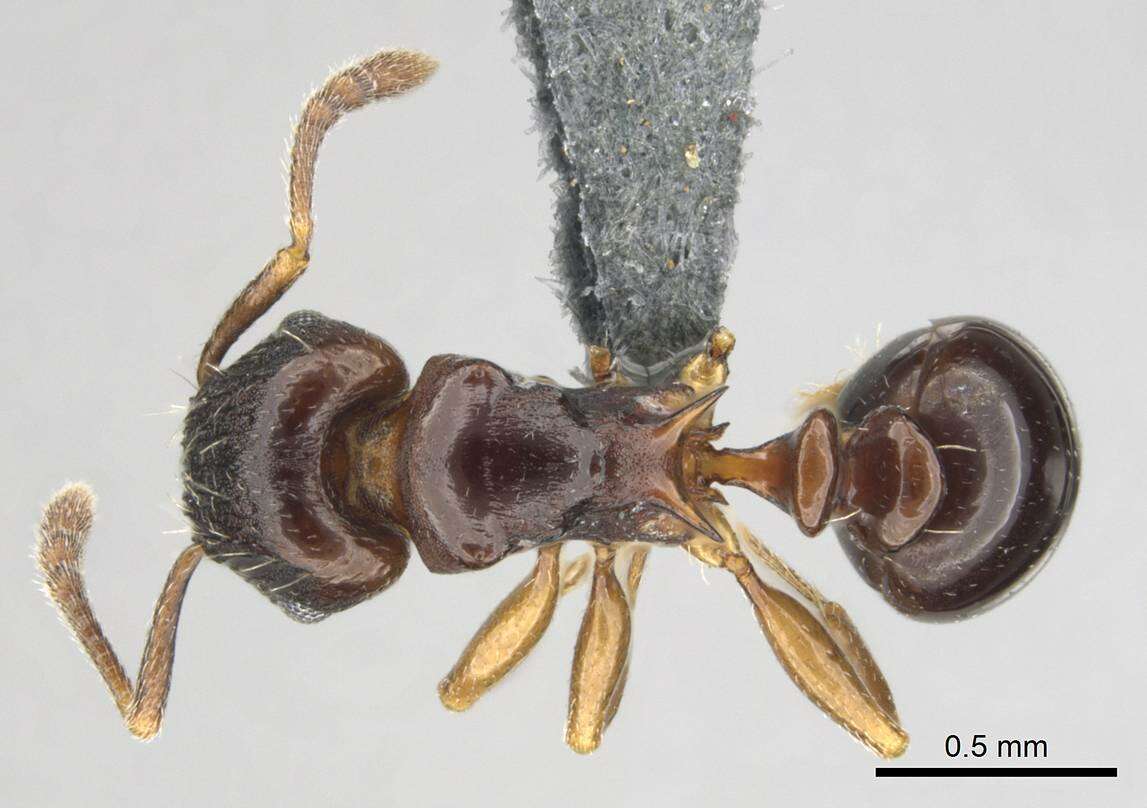 Image of Tetramorium humbloti Forel 1891