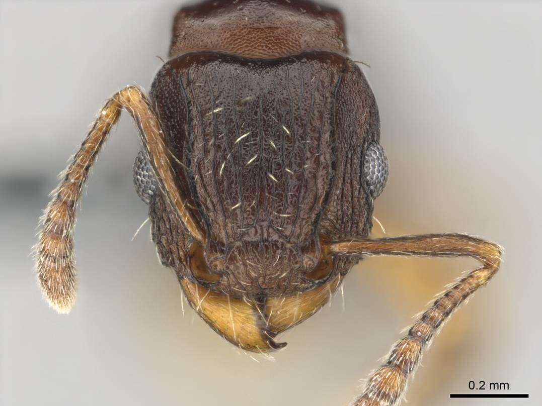 Image of Tetramorium humbloti Forel 1891